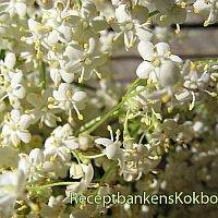 Flderblommor